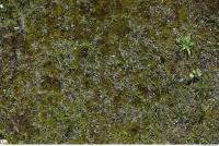 Photo Textures of Mossy 0002